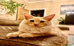 Norwegian Forest Cat cats for sale: Full FIFe pedigree Norwegian Forest Kittens  in Normanton - Image 5