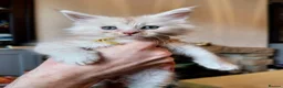 Maine Coon cats for sale: TICA Reg Maine Coon Kittens. Cream. Red. Tortie  - Advert 3