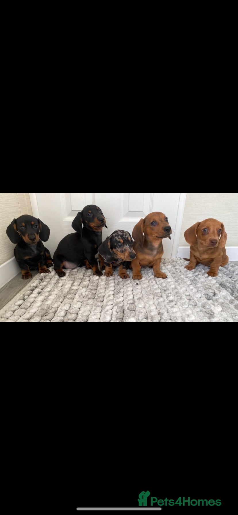 Miniature Dachshund dogs miniature dachshund  - Advert 1