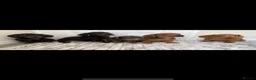 Miniature Dachshund dogs for sale: miniature dachshund  - Advert 2