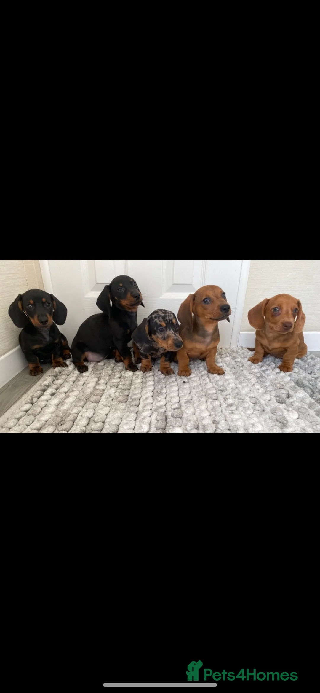 Miniature Dachshund dogs for sale: miniature dachshund  - Advert 2