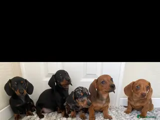 Miniature Dachshund dogs miniature dachshund - Advert 1
