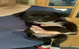 Border Collie dogs for sale: Border Collie sheepdog pups  - Image 15
