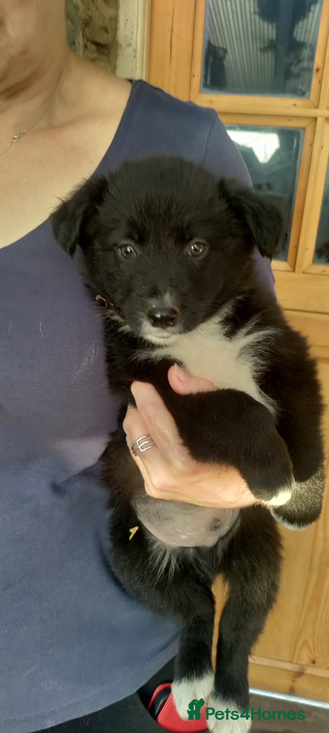 Border Collie dogs for sale: Border Collie sheepdog pups  - Image 15