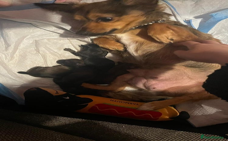 Mixed Breed dogs puppies for sale - Advert 3