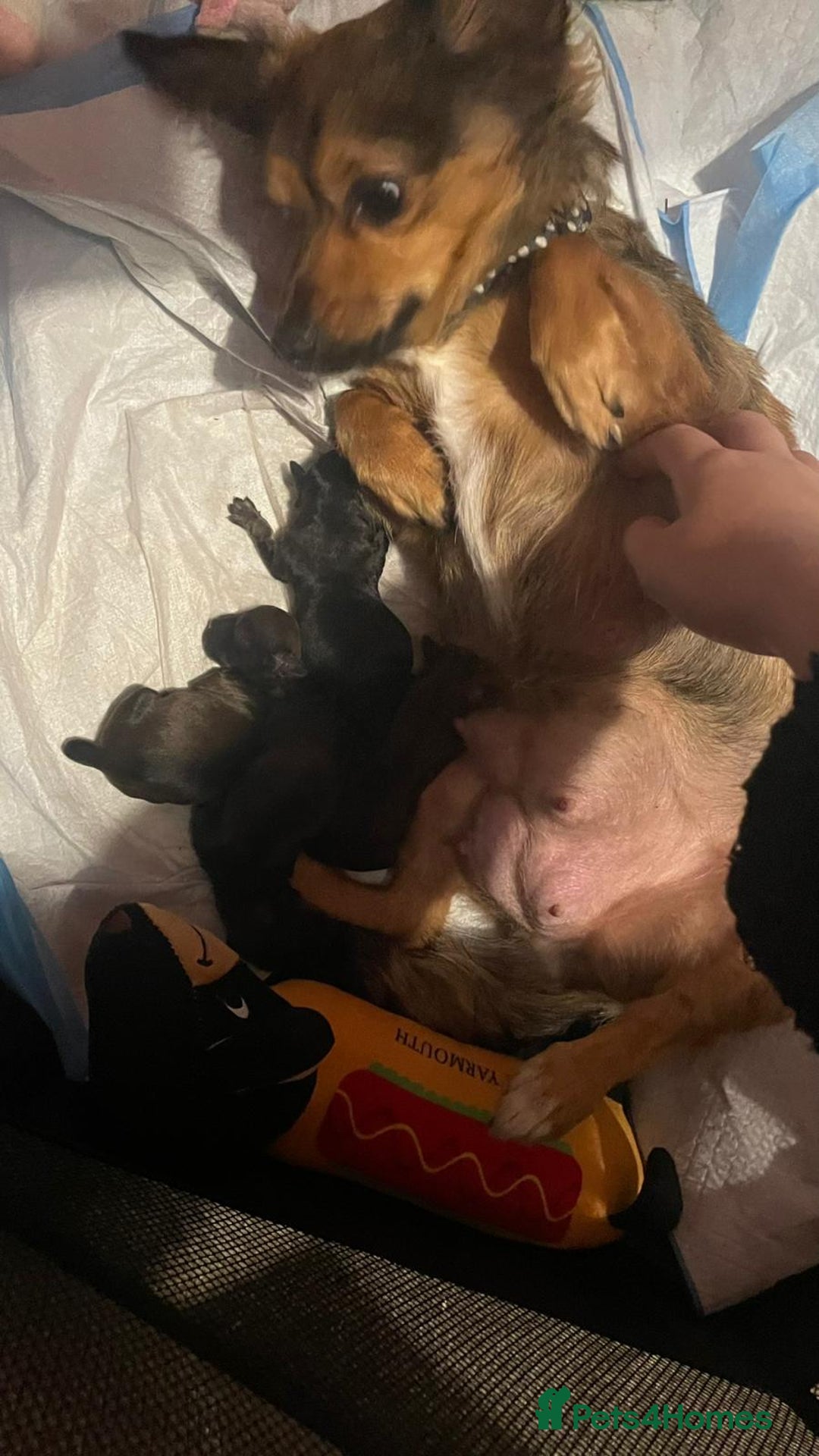 Mixed Breed dogs for sale: puppies for sale - Advert 1