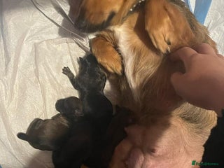 Mixed Breed dogs puppies for sale - Advert 1