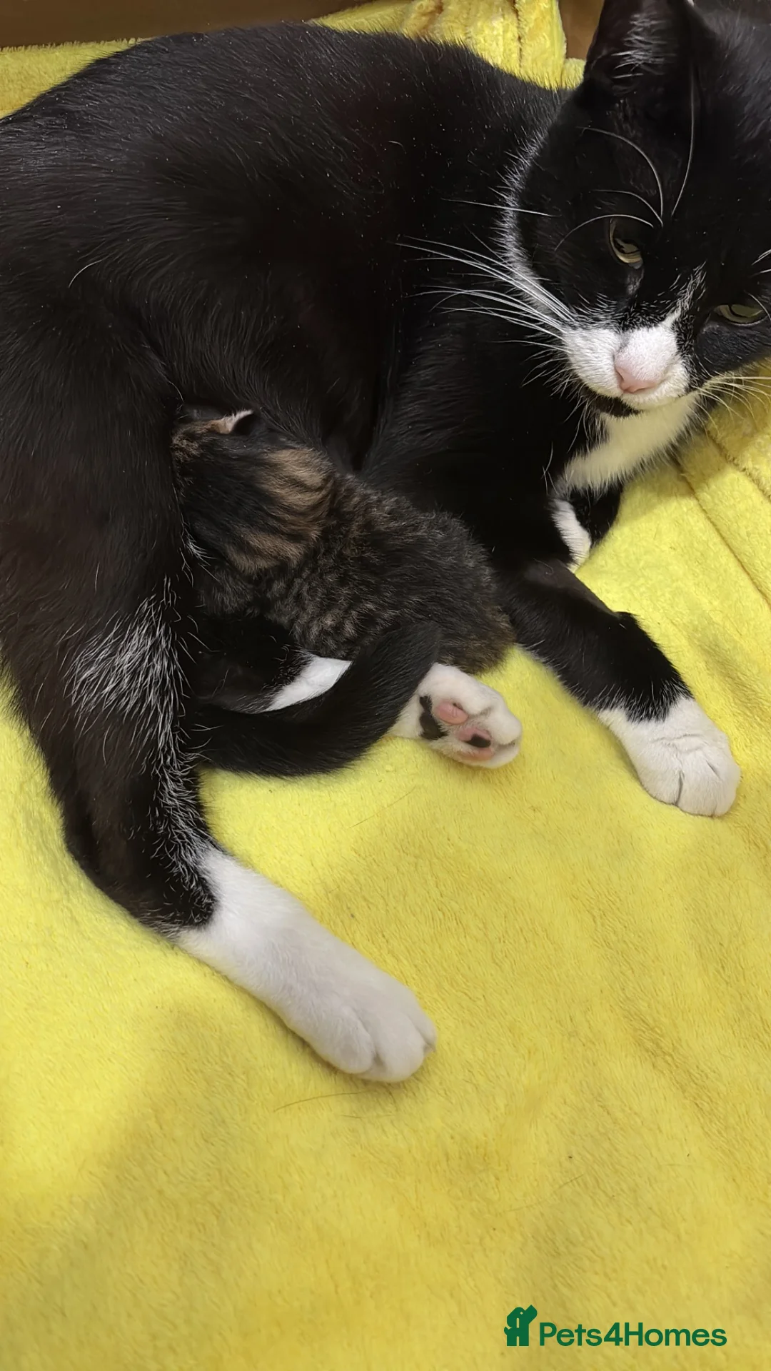 Mixed Breed cats for sale: Little one 😽 - Advert 2
