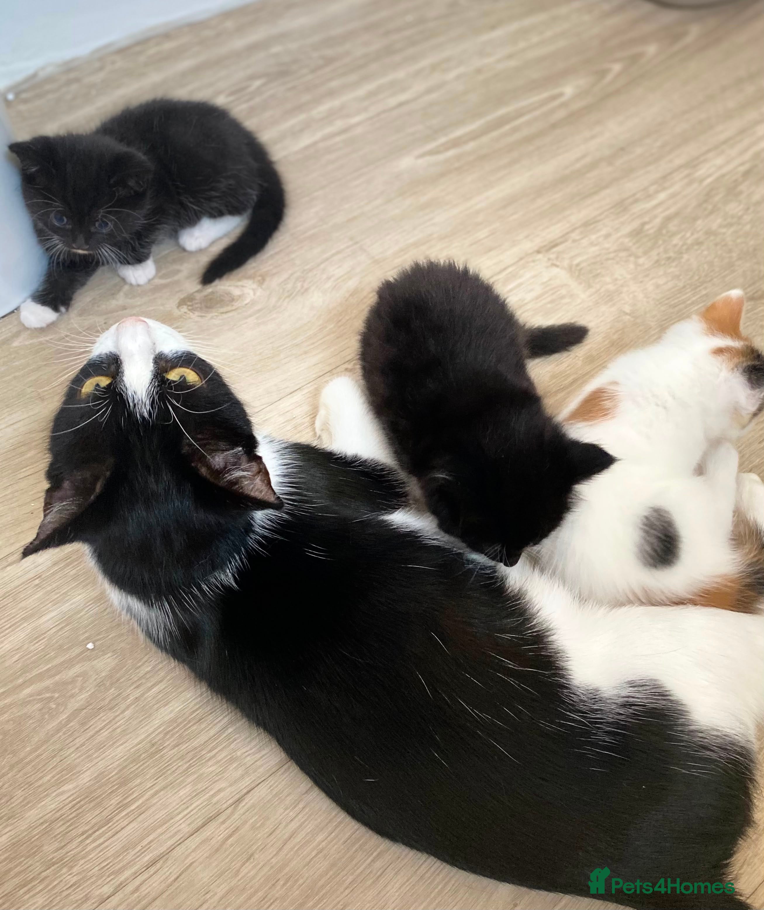 Mixed Breed cats Beautiful fluffy kitties - Advert 2