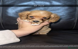 Cockapoo dogs for sale: Miniature cockapoo puppies - Image 16