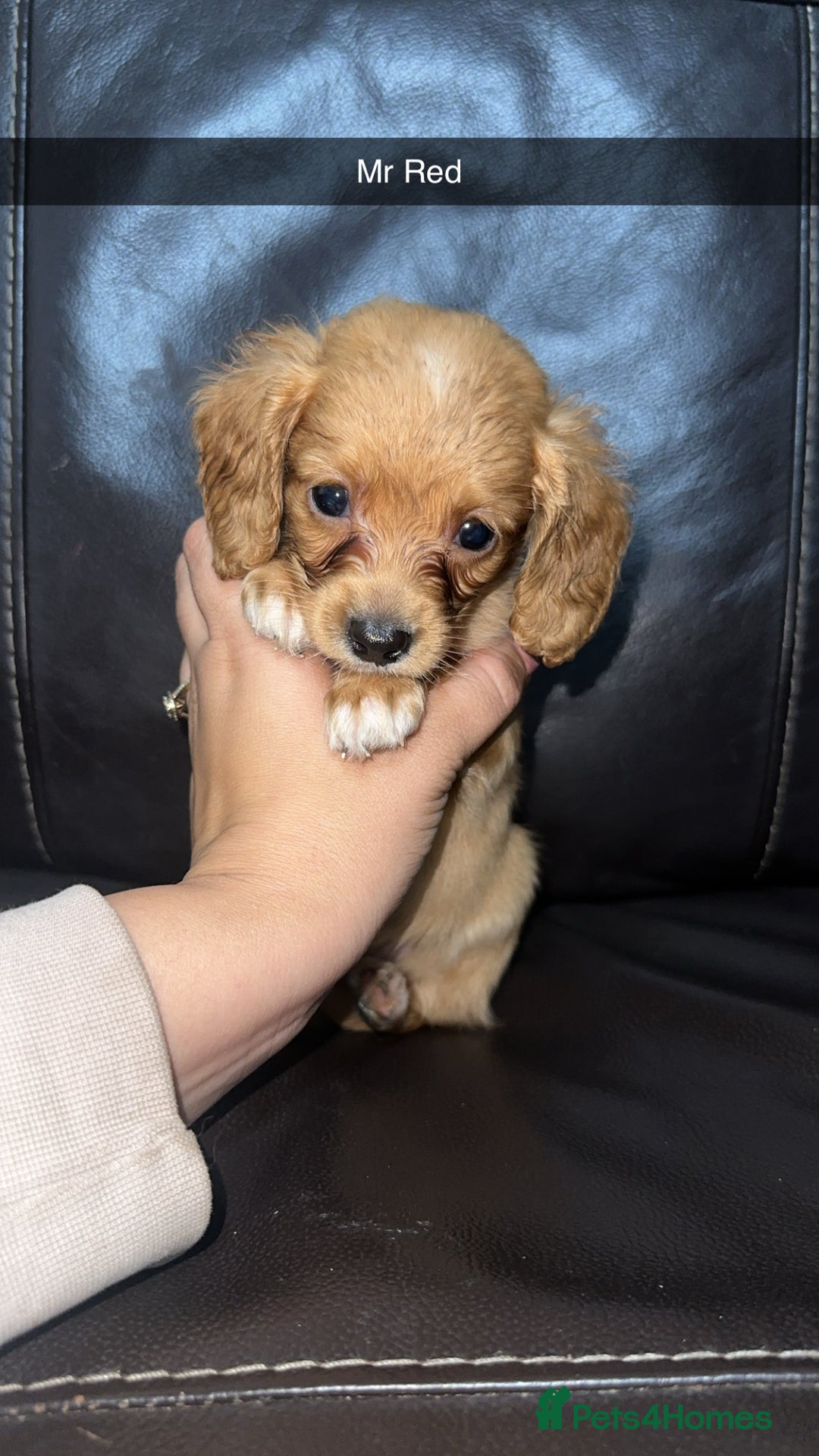 Cockapoo dogs for sale: Miniature cockapoo puppies - Image 16