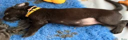 Labrador Retriever dogs for sale: Gorgeous Black Labrador pups for sale - Advert 7