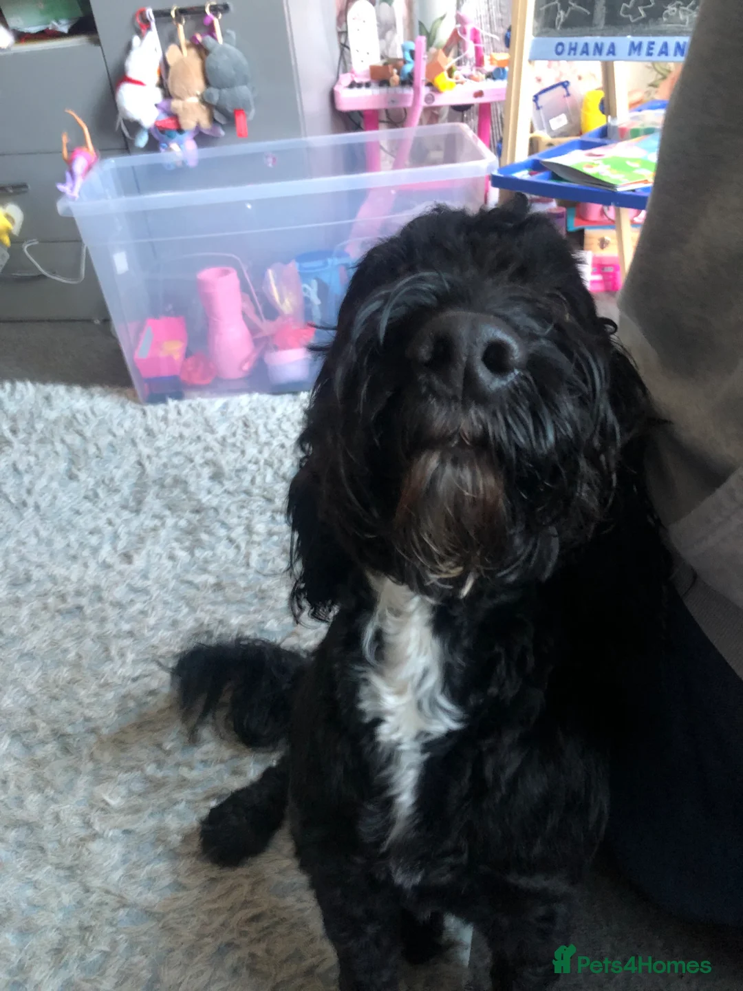 Mixed Breed dogs for sale: Sprockerpoo  - Advert 5