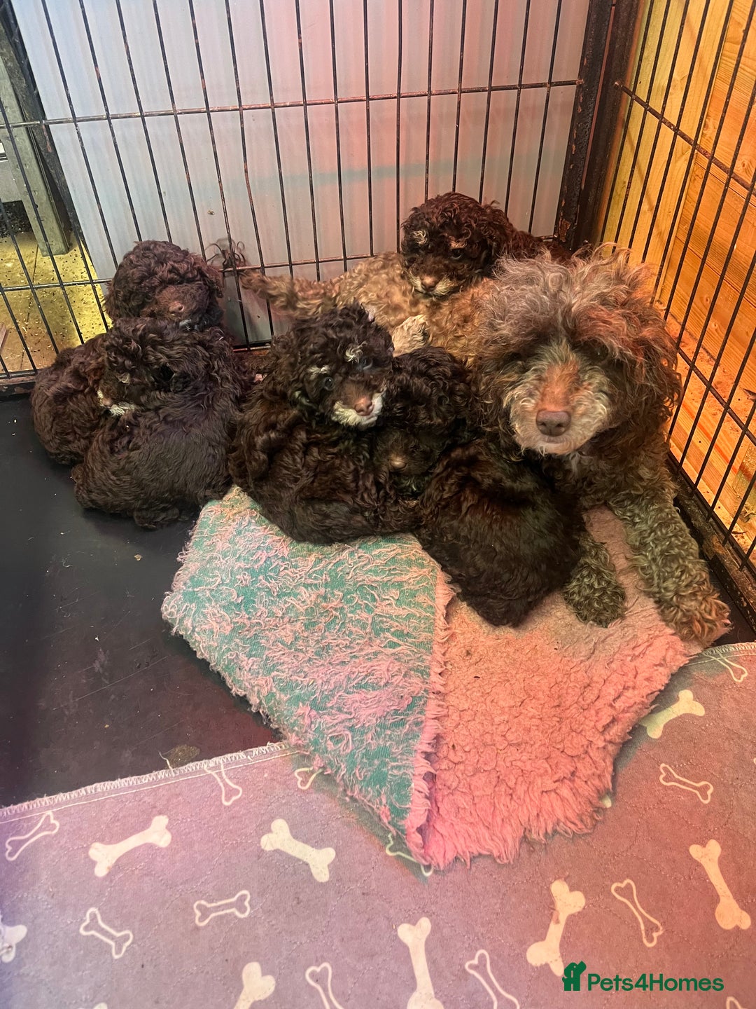Toy Poodle dogs for sale: Toy poodle puppies - Advert 2