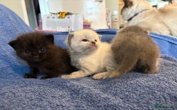Ragdoll cats for sale: 🐾 Adorable Ragdoll x Maine Coon Kittens 🐾 - Image 10