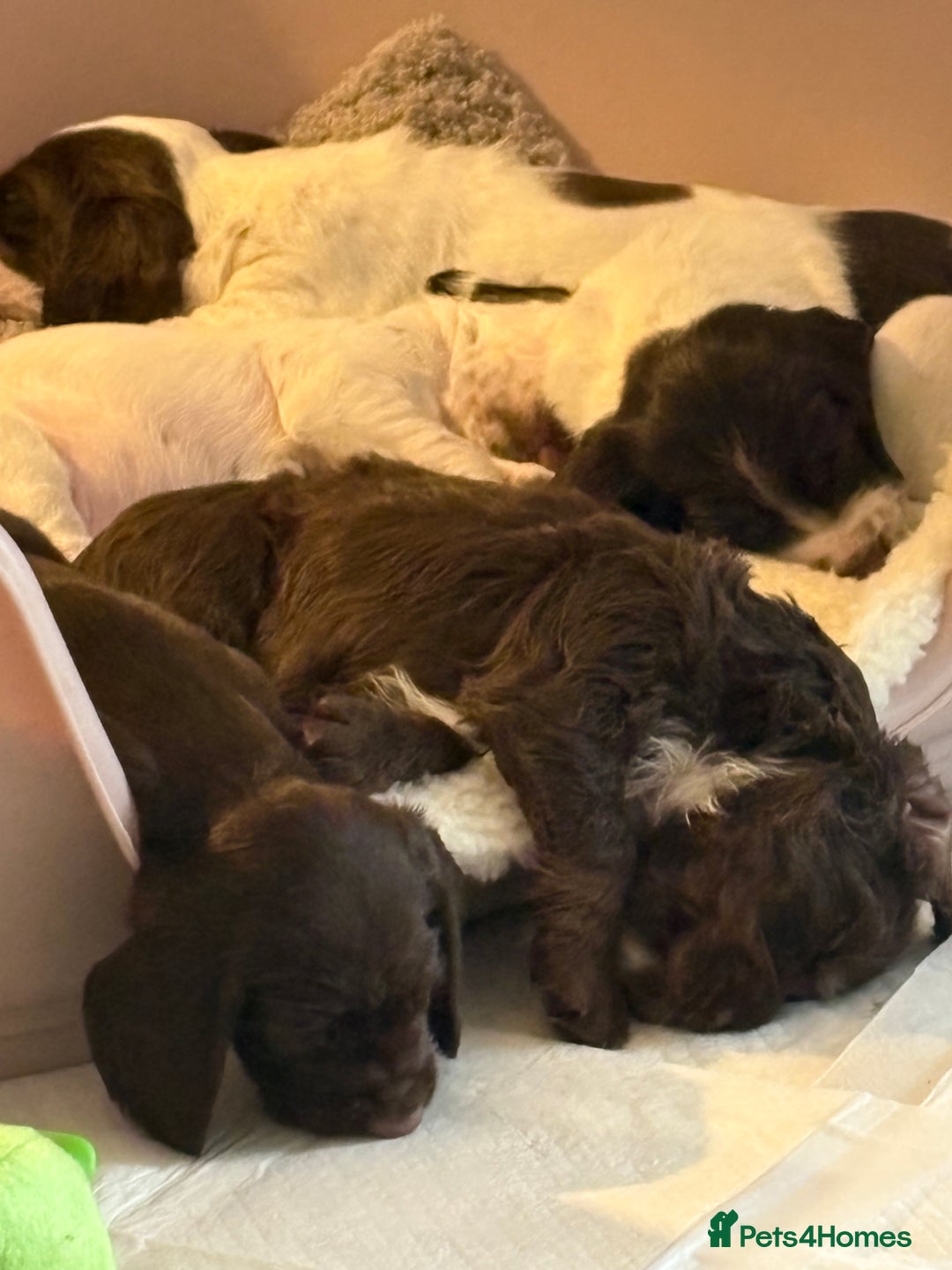 Mixed Breed dogs for sale: Sprockers cross  - Image 3