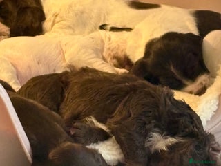 Mixed Breed dogs Sprockers cross - Advert 4