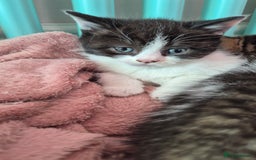Mixed Breed cats for sale: British short hair cross  - Image 12