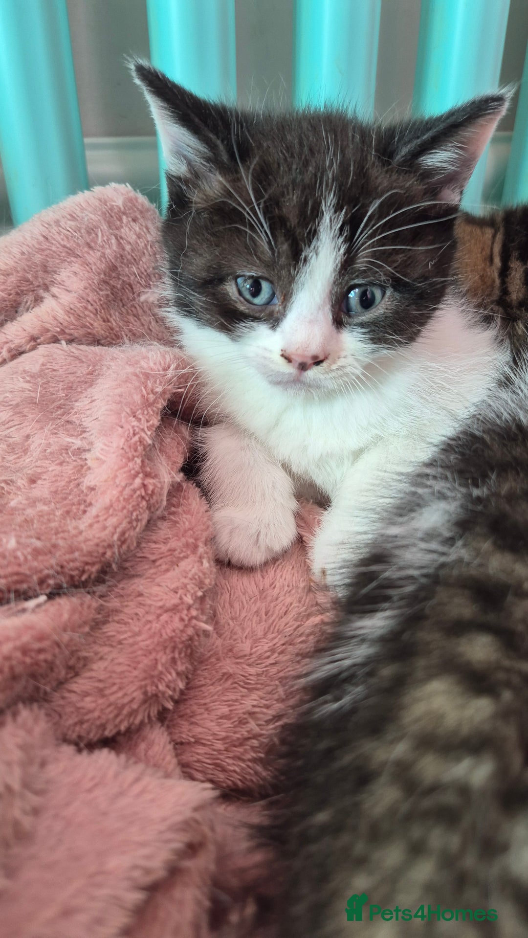 Mixed Breed cats for sale: British short hair cross  - Image 12