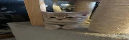 British Shorthair cats for sale: Champion blood line BSH kittens for sale - Advert 3