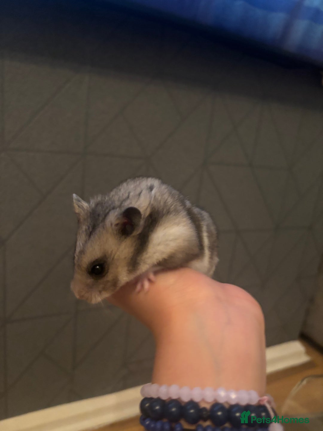 Hamster rodents for sale: hamster  - Advert 7