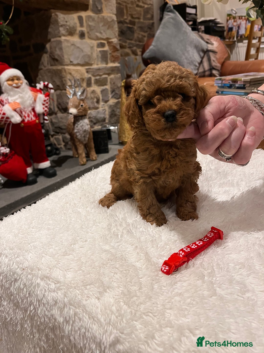 Toy Poodle dogs for sale: Stunning  Red Toy Poodle  puppies  - Advert 2