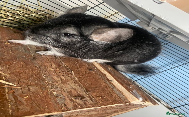 Mixed Breed rodents in Preston - Advert 3