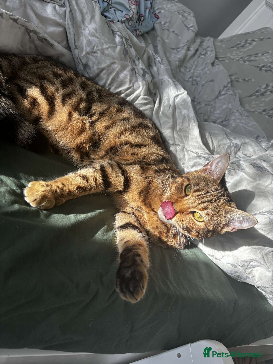 Bengal cats for sale: Bengal female  - Advert 1