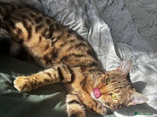 Bengal cats Bengal female - Advert 1