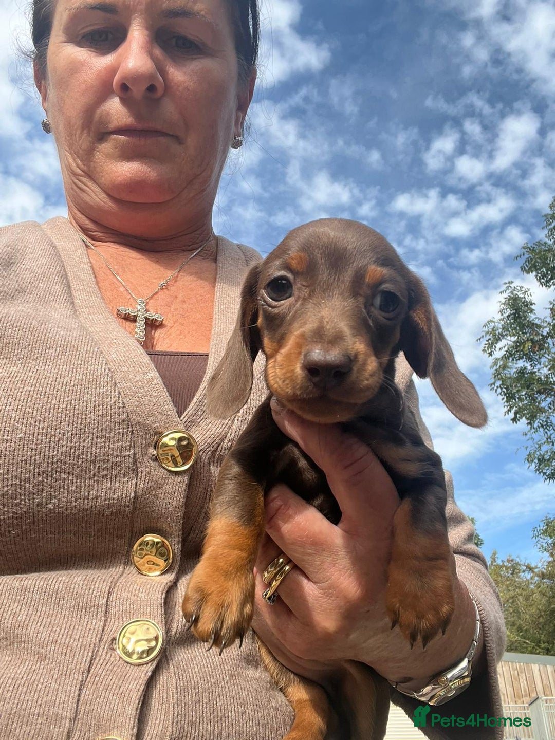Dachshund dogs for sale: Dachshund puppies  - Image 5