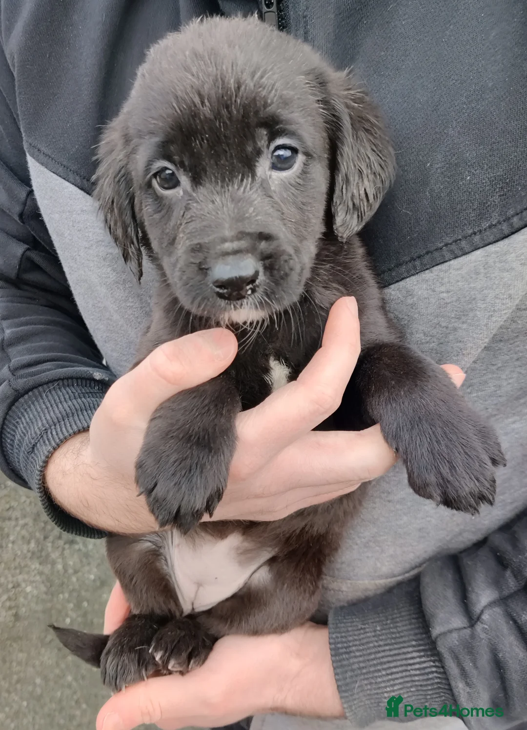 Springador dogs for sale: Springador Puppies - Advert 9