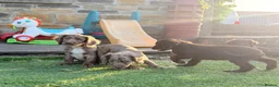 Cocker Spaniel dogs for sale: 🐶 COCKER SPANIEL PUPPIES 🐶  - Advert 17