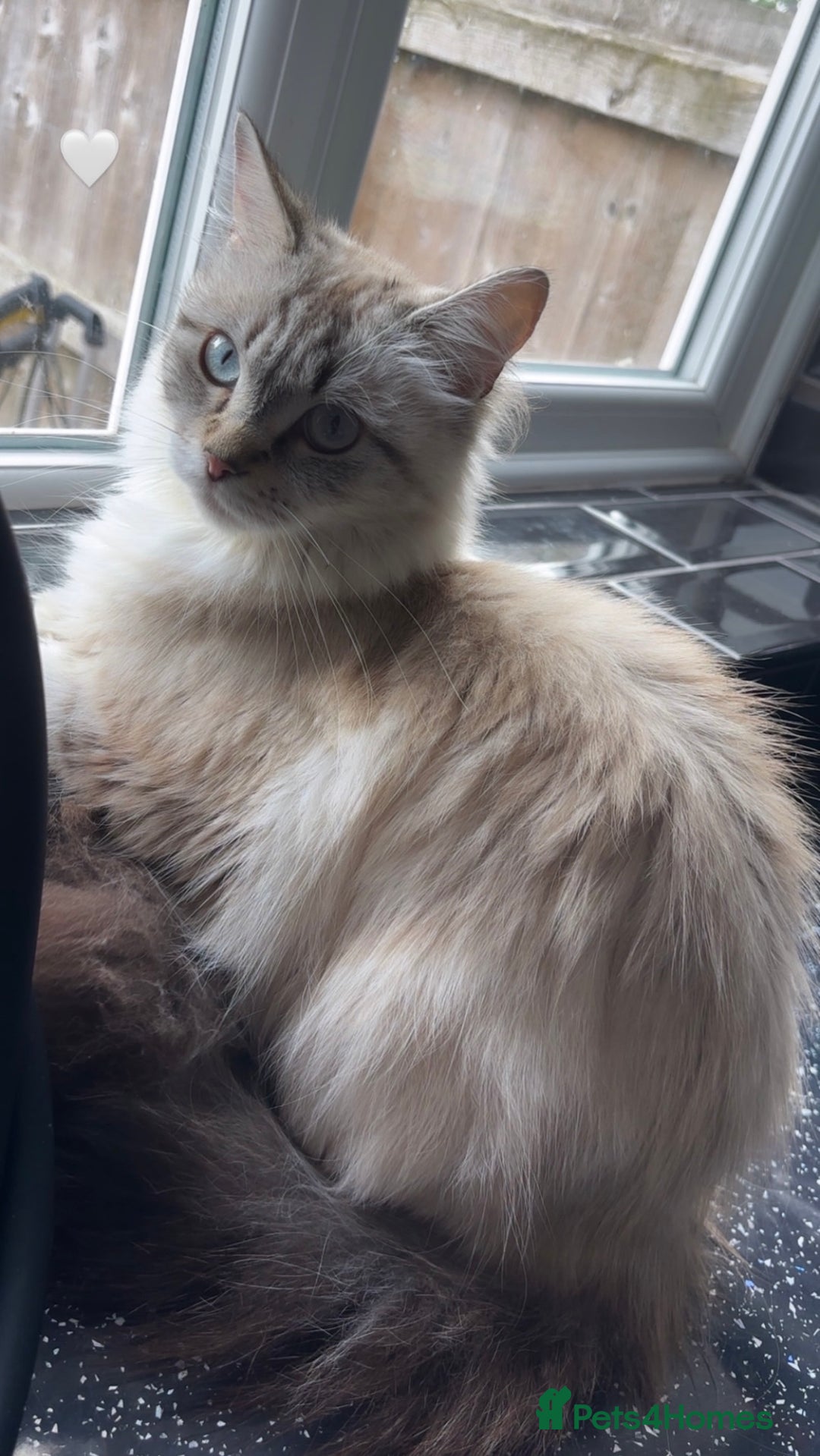 Ragdoll cats for sale: Half ragdoll male kittens for sale £150 - Advert 8