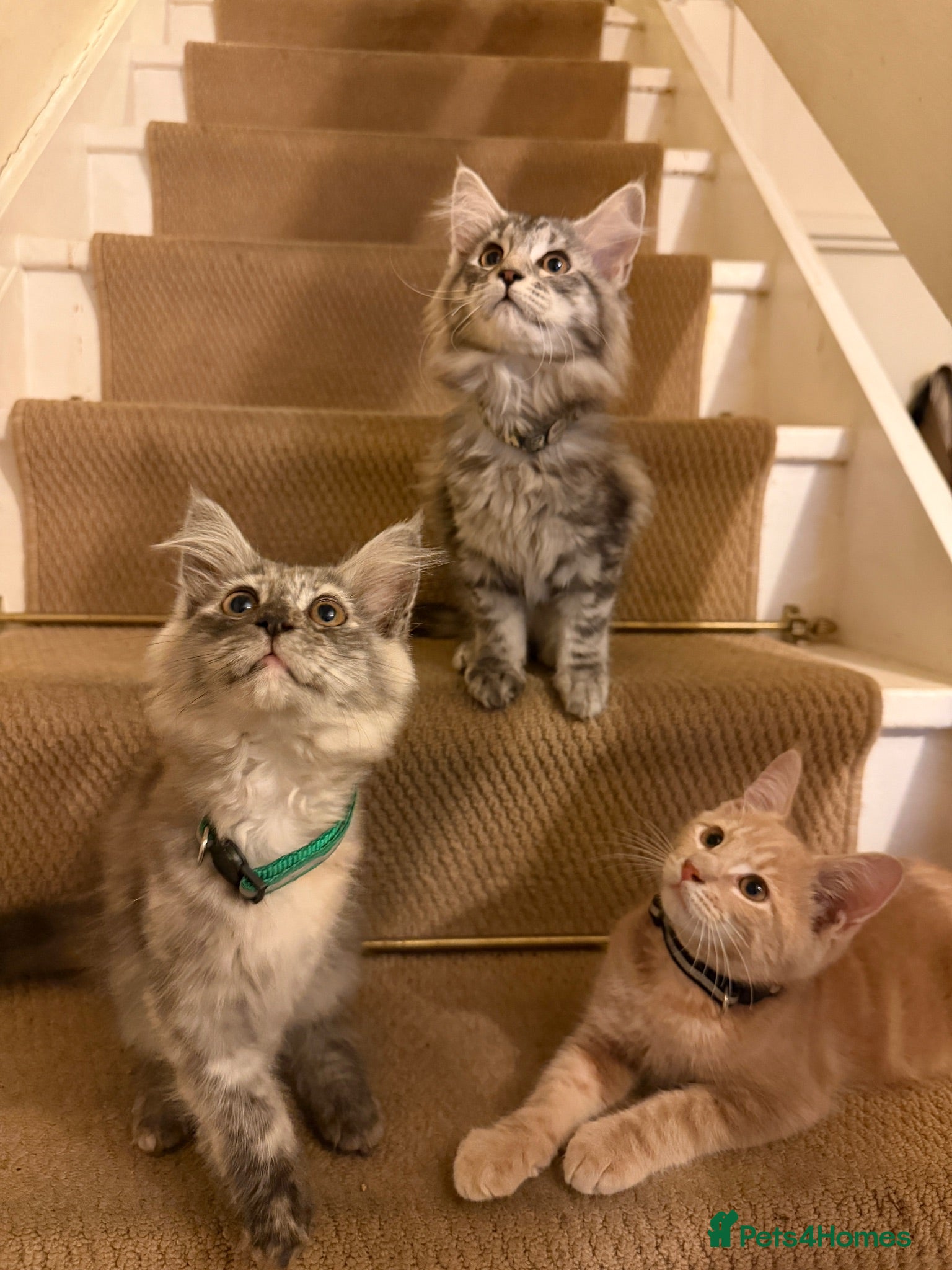 Maine Coon cats Maine coon kittens  - Advert 3