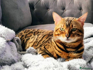 Bengal cats - Advert 19