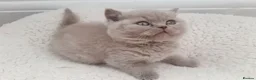 British Shorthair cats for stud: GCCF STUD BRITISH SHORTHAIR BIG MILTON KEYNES  in Milton Keynes - Advert 19