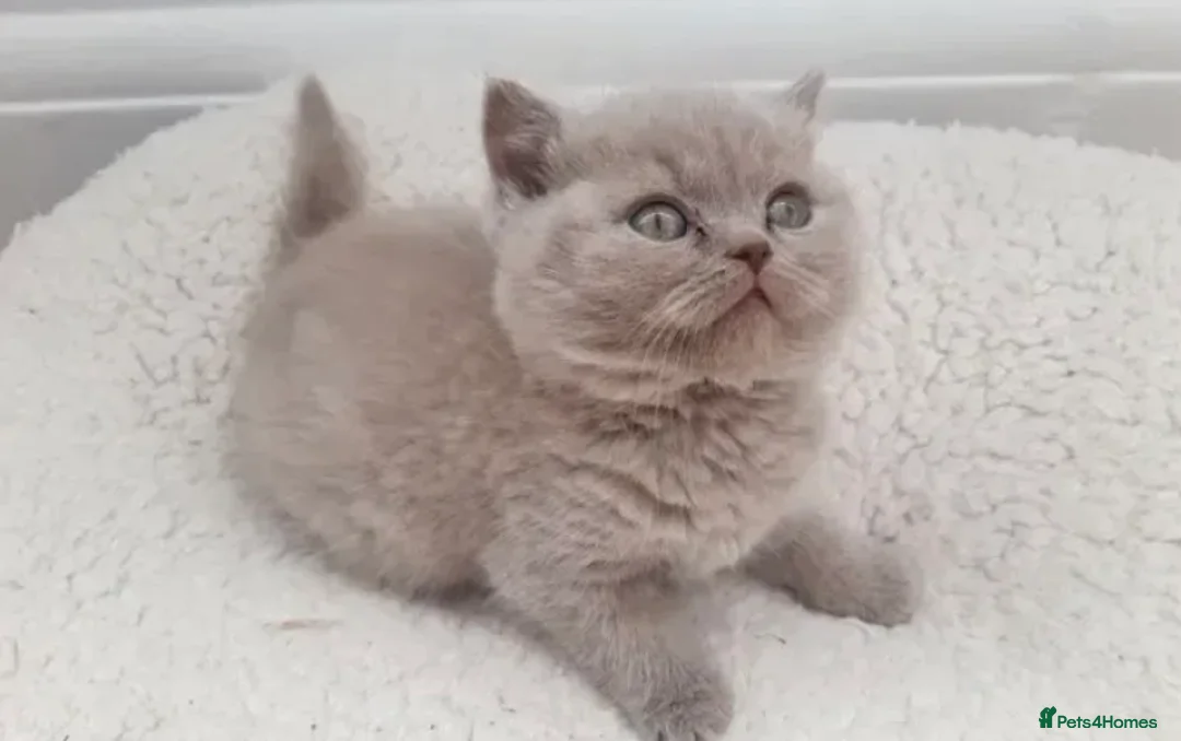 British Shorthair cats for stud: GCCF STUD BRITISH SHORTHAIR BIG MILTON KEYNES  in Milton Keynes - Advert 19