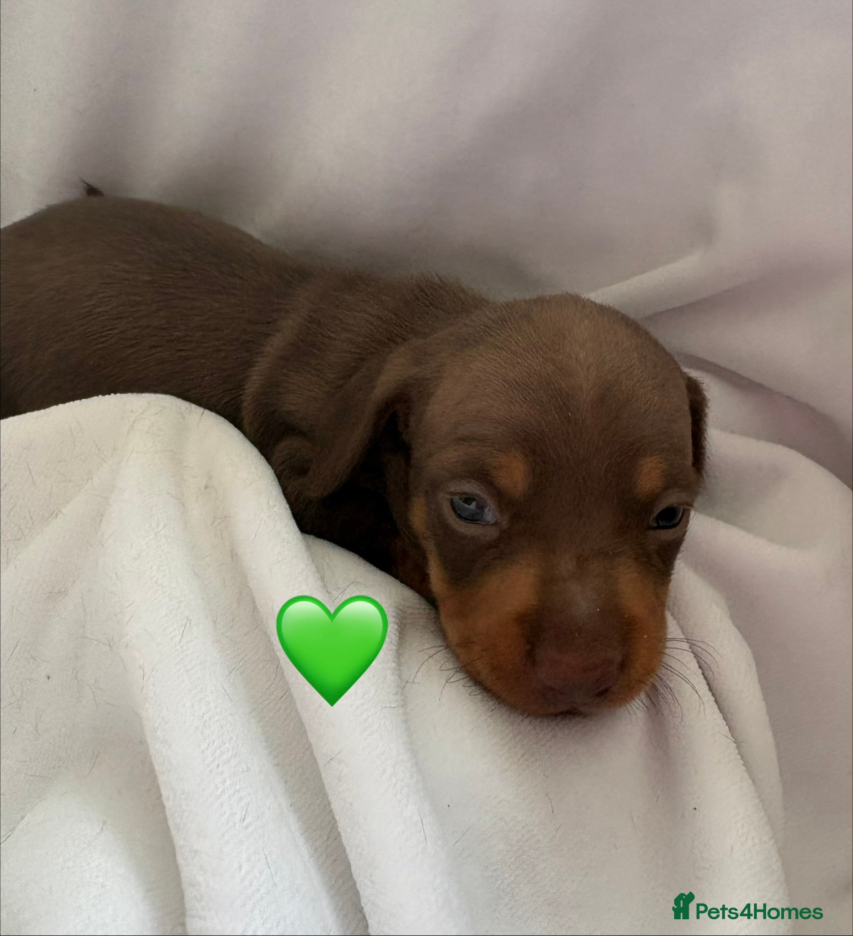 Miniature Dachshund dogs 2 Stunning Miniature Dachshund Puppies Left - Advert 19
