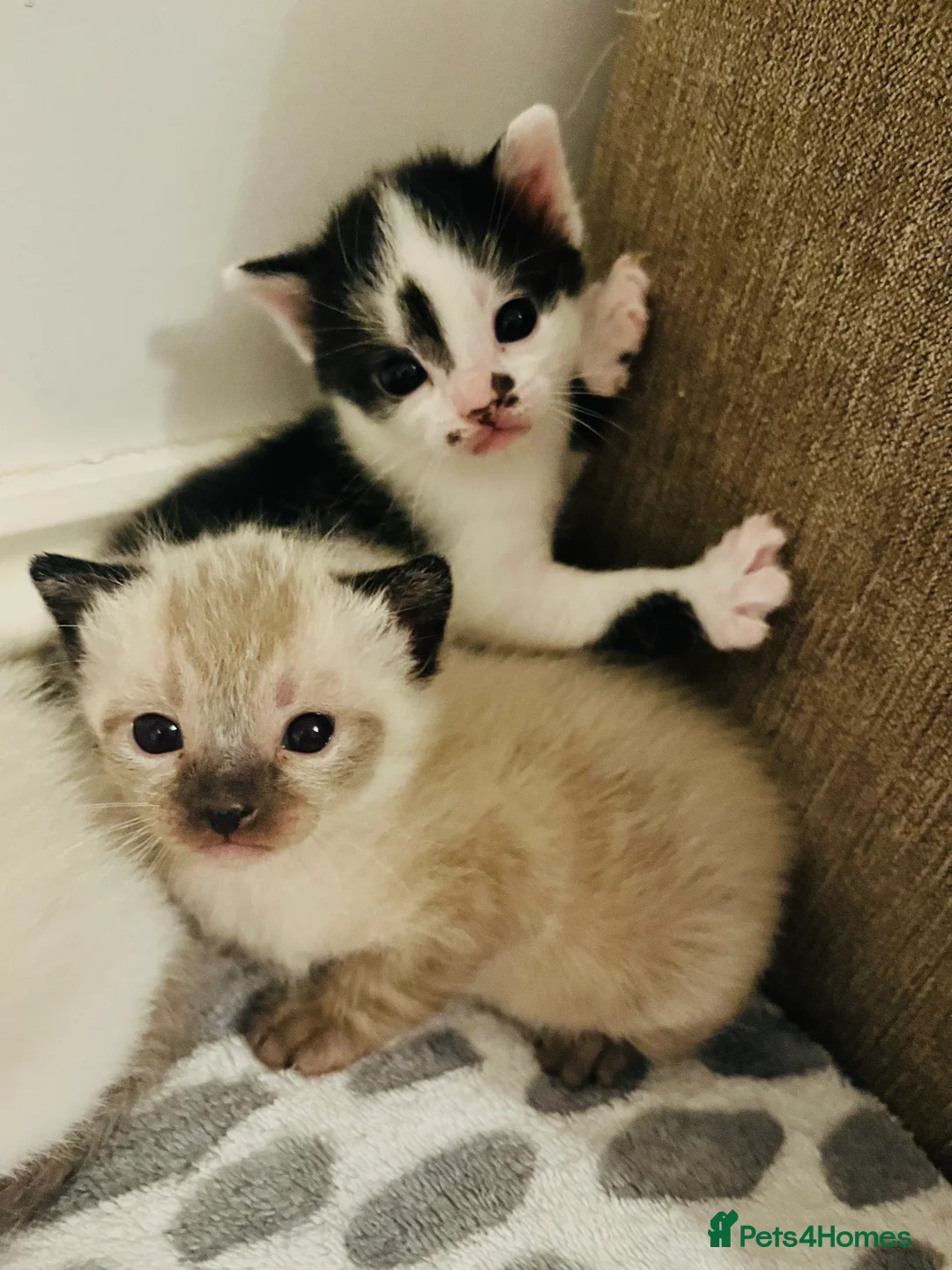 Mixed Breed cats for sale: Gorgeous Snowshoe Siamese Kittens  - Advert 7