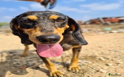 Mixed Breed dogs for adoption: Gypsy a hidden gem is looking for her forever home - Image 4