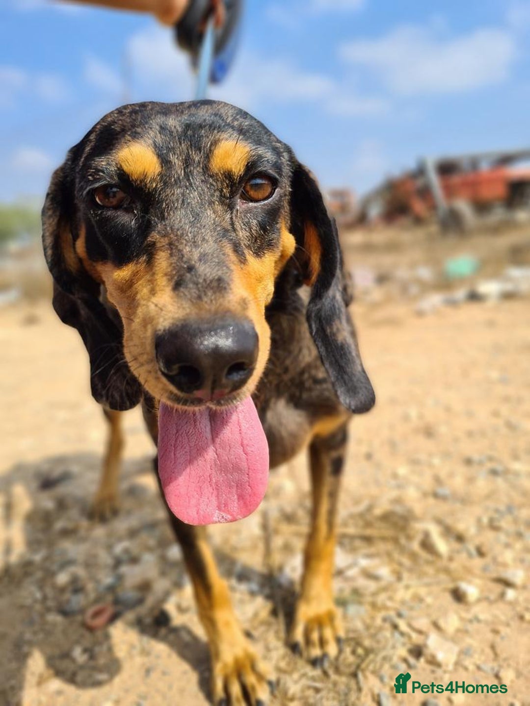 Mixed Breed dogs for adoption: Gypsy a hidden gem is looking for her forever home - Image 4