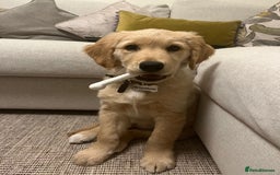 Golden Retriever dogs for stud: Stunning Health-Tested KC Golden Retriever Stud - Image 5