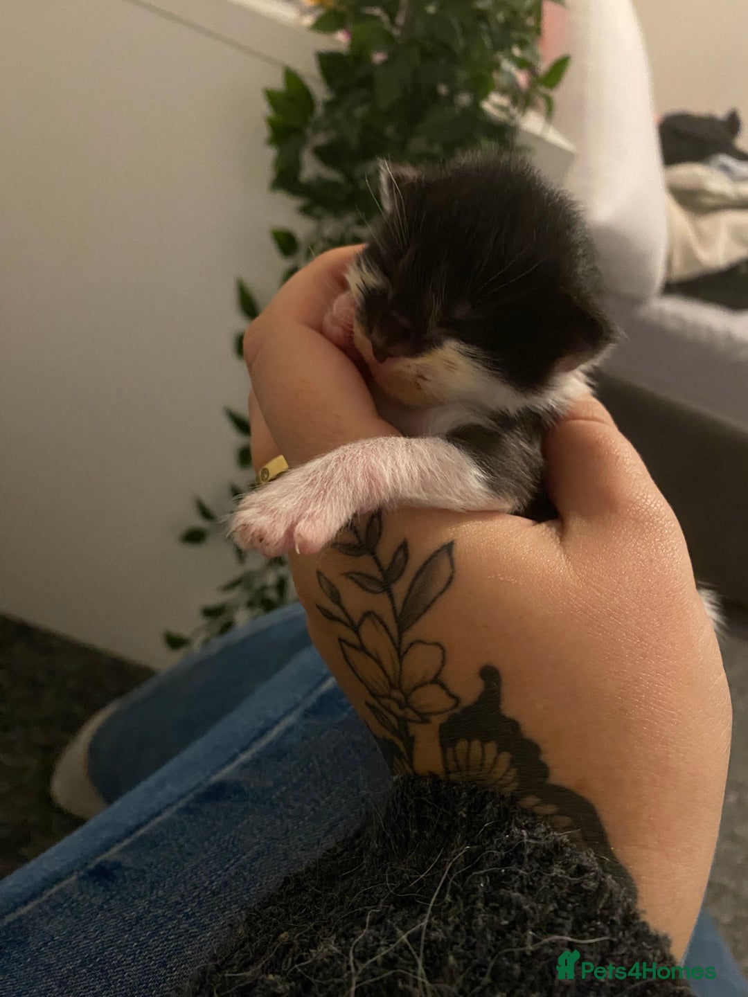 British Longhair cats for sale: 3 Gorgeous Longhaired Kittens - Image 14
