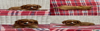 Cavalier King Charles Spaniel 2