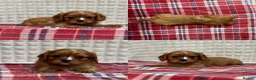 Cavalier King Charles Spaniel dogs for sale: STUNNING CAVALIER KING CHARLES PUPPIES  - Advert 12