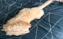 Maltipoo dogs for sale: F1 toy maltipoo female beautiful champagne/golden - Image 4