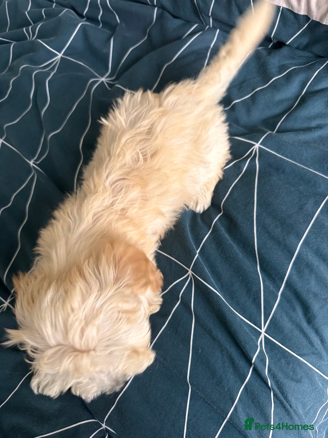 Maltipoo dogs for sale: F1 toy maltipoo female beautiful champagne/golden - Image 4