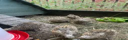 Quail poultry for sale: Coturnix Japanese Quails - Advert 4