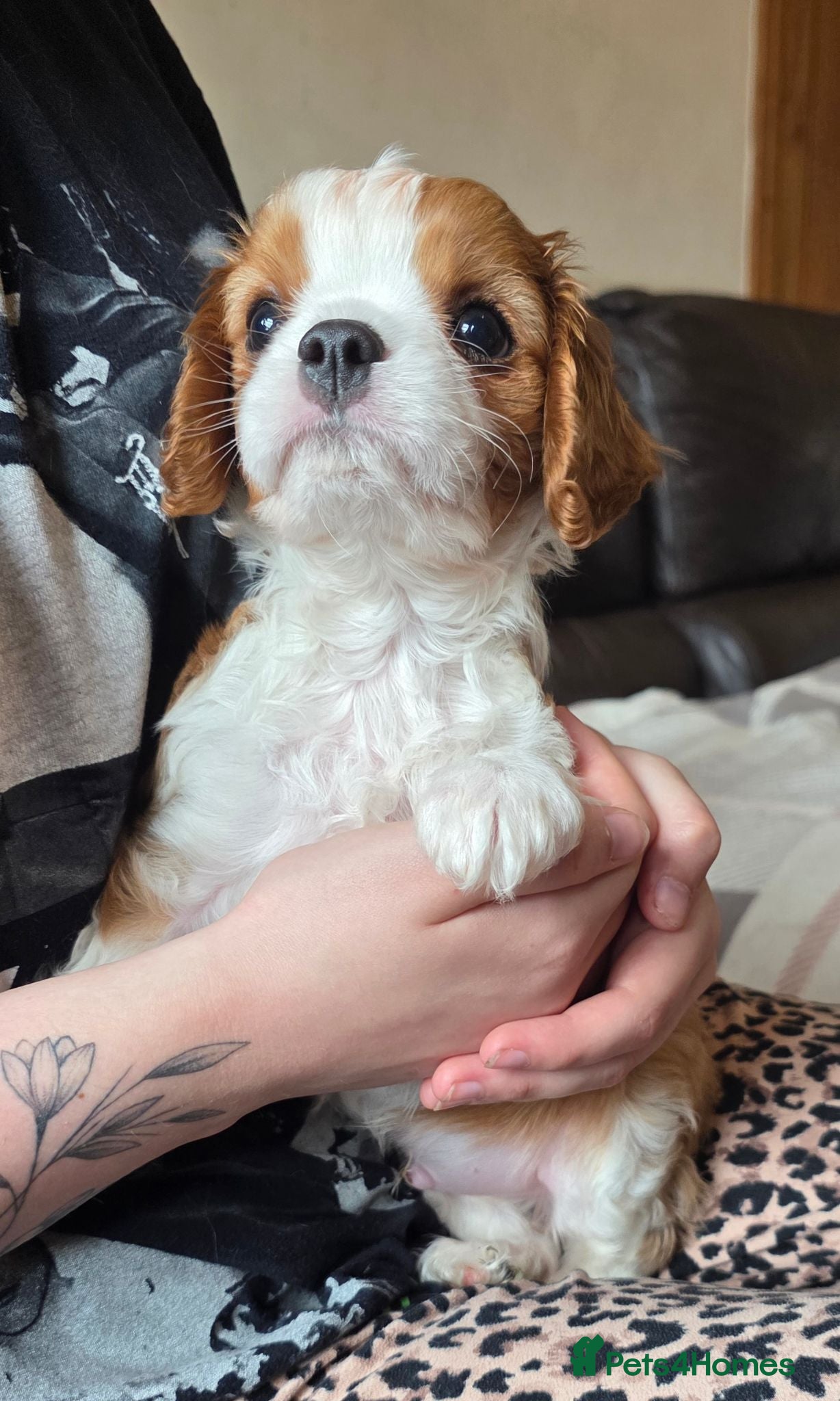 Cavalier King Charles Spaniel dogs Health tested Cavalier King Charles ready now - Advert 2