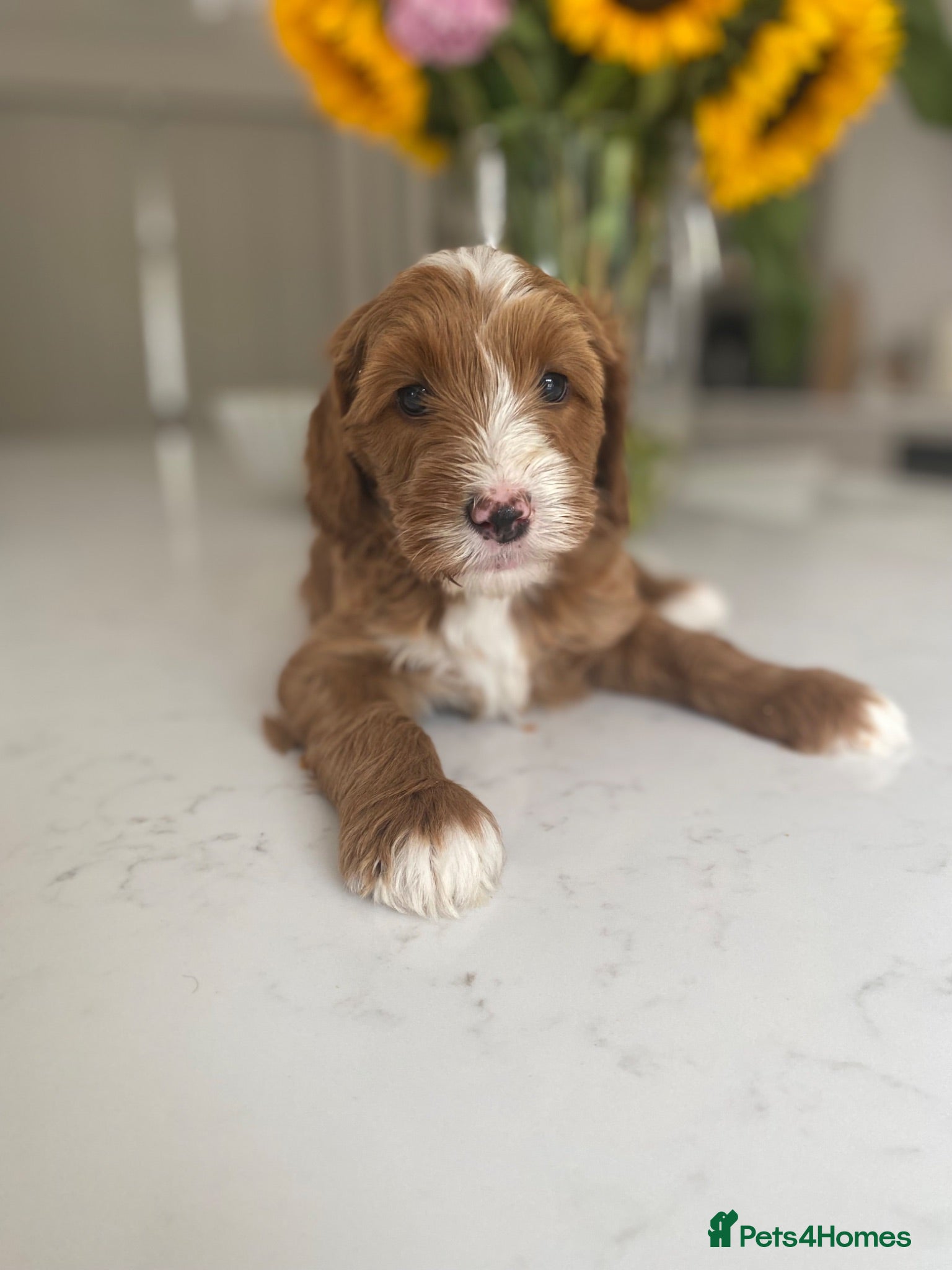 Australian Labradoodle dogs Australian labradoodles - Advert 4
